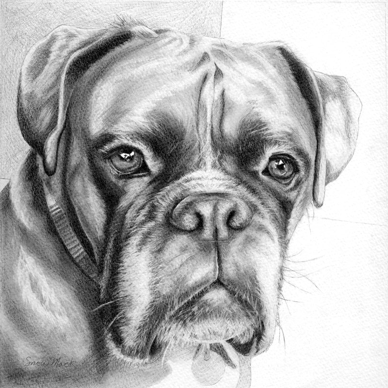 "Harley" Pencil on Watercolor Paper, 10" x 10", Commission